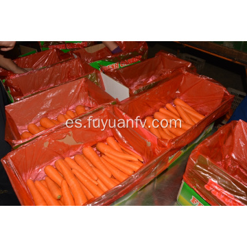 Shandong zanahoria fresca en venta